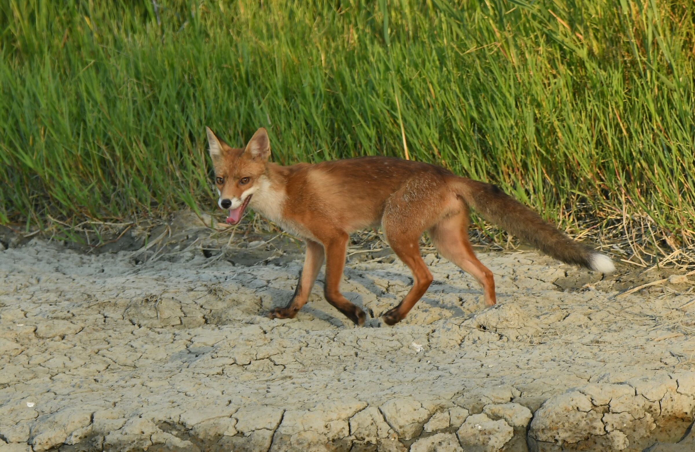 Fox