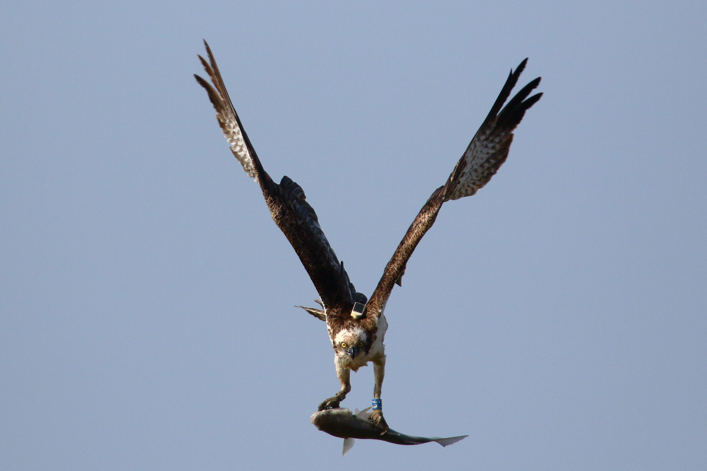 Falco pescatore 2019 2
