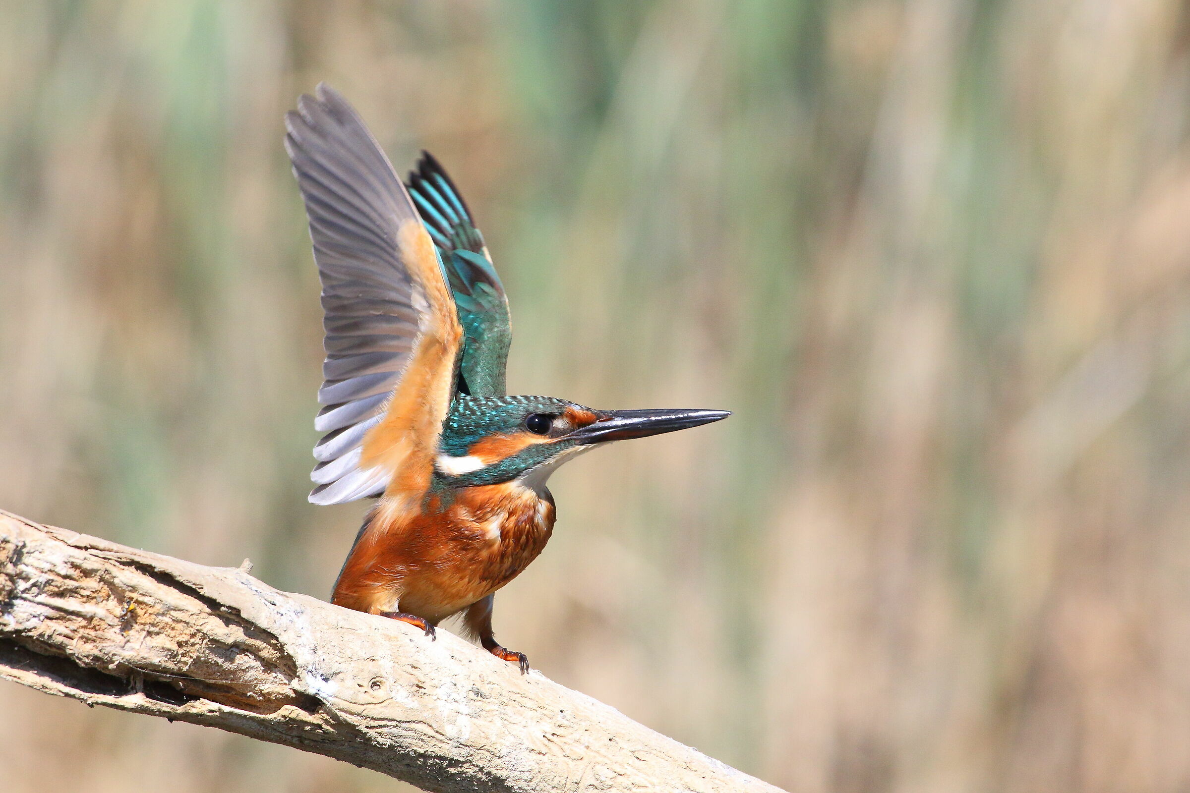 Martin Pescatore 2019