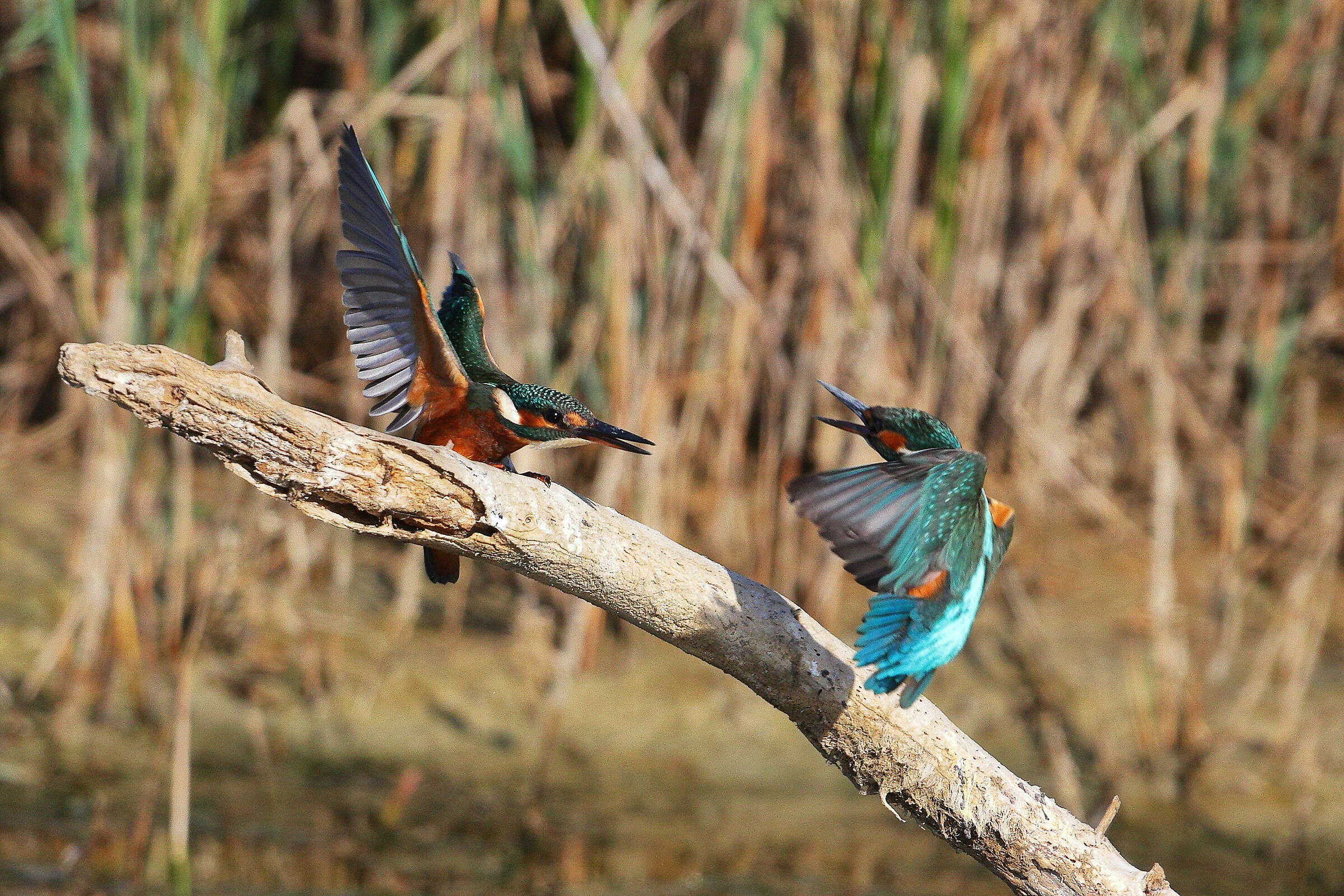 Martin Pescatore 2019 1