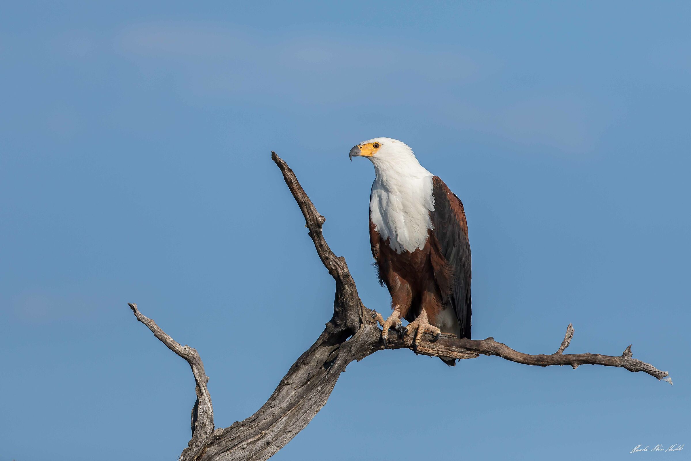 African fishing eagle   Pygargue vocifère