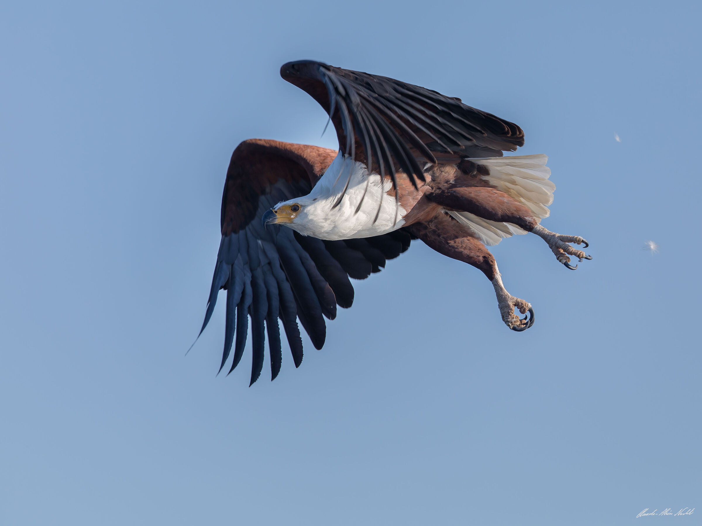 Aquila da pesca africana