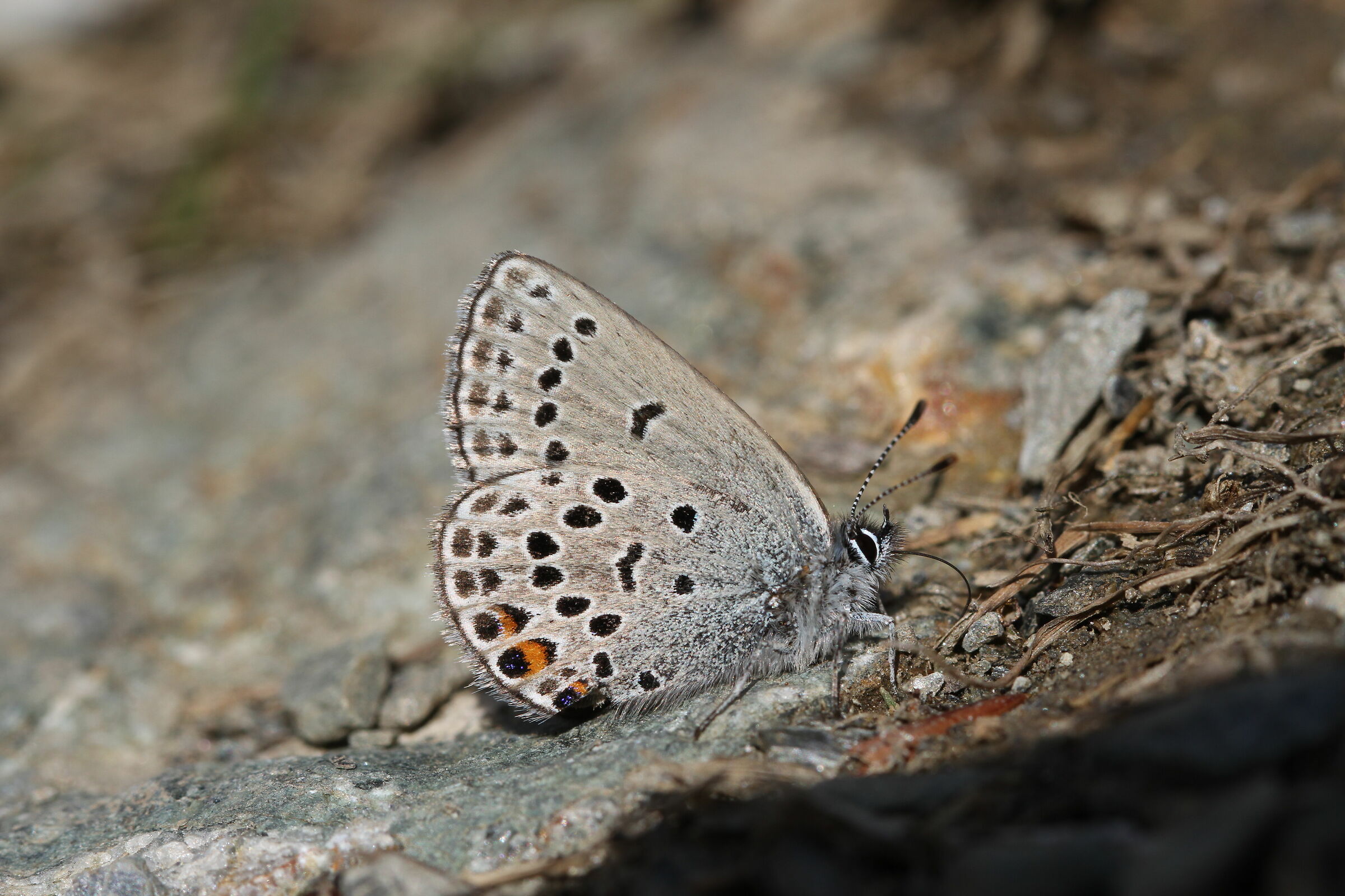 Plebejus opilete