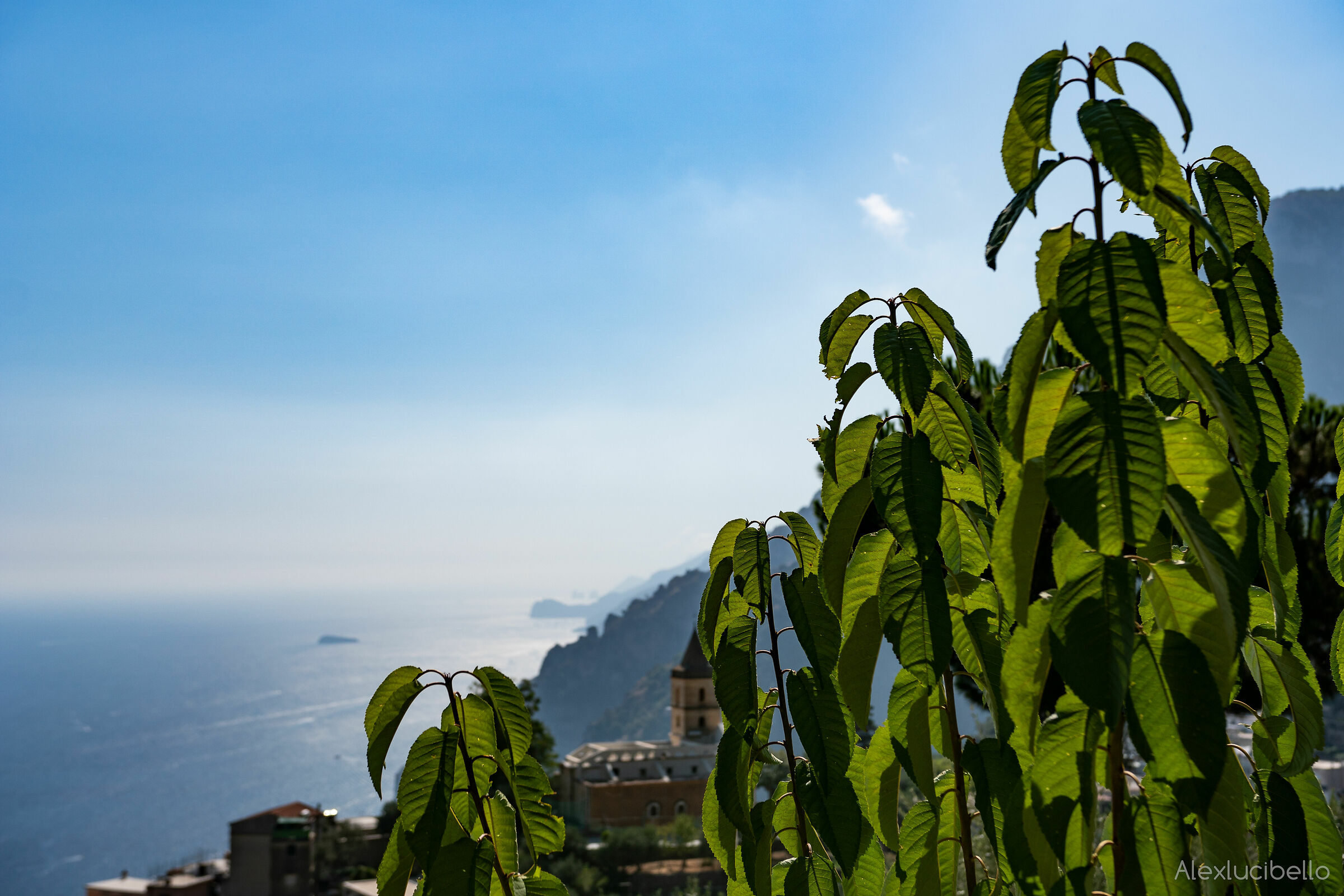 Among a thousand leaves