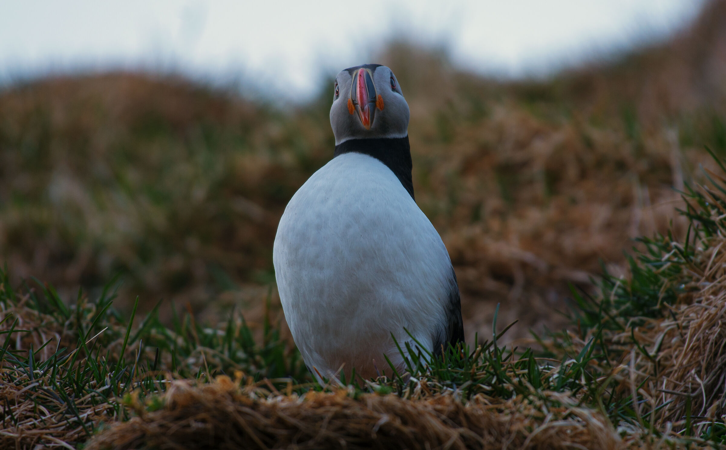 Puffin in Borgarfjarðarhöfn - 2
