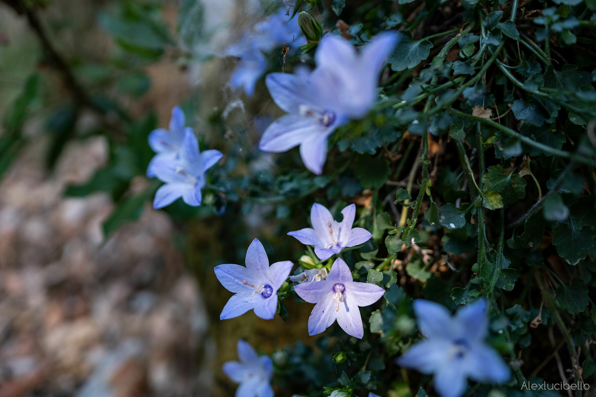 Platycodon Grandiflorus