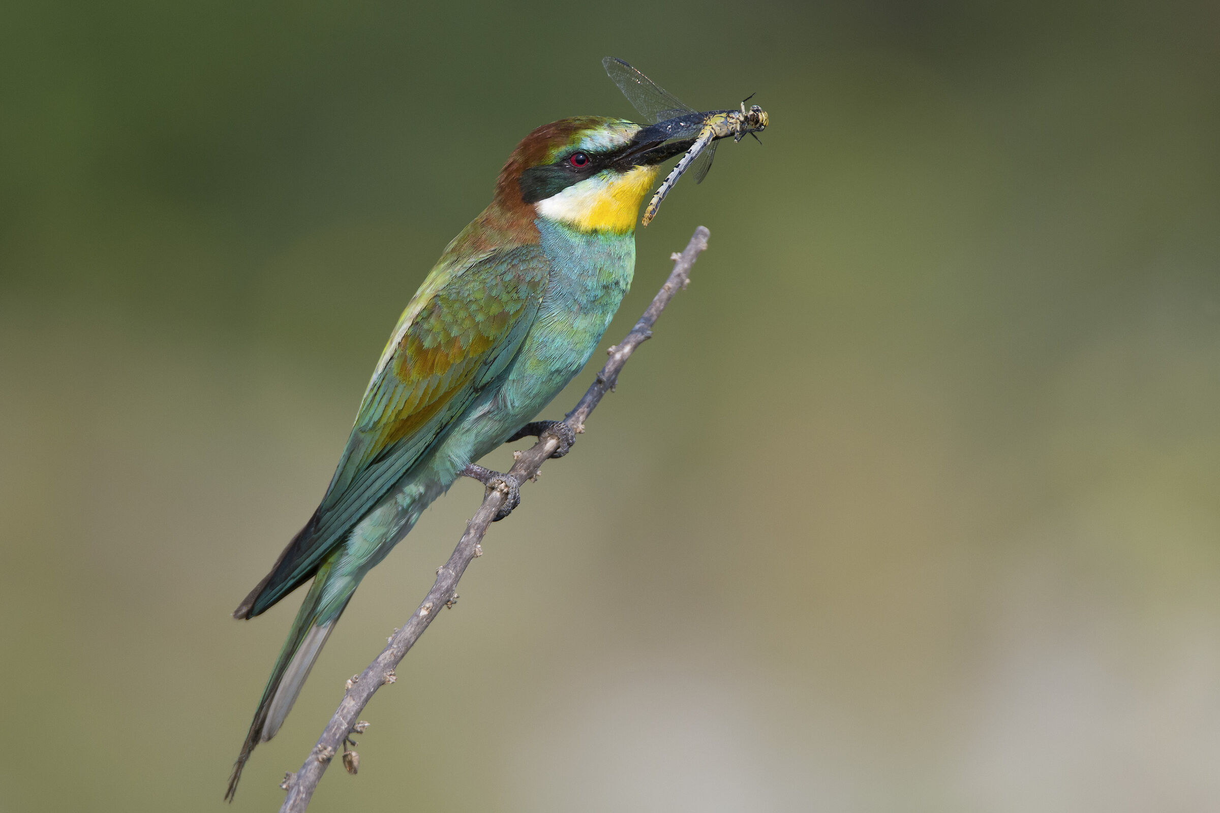 Gruccione with dragonfly