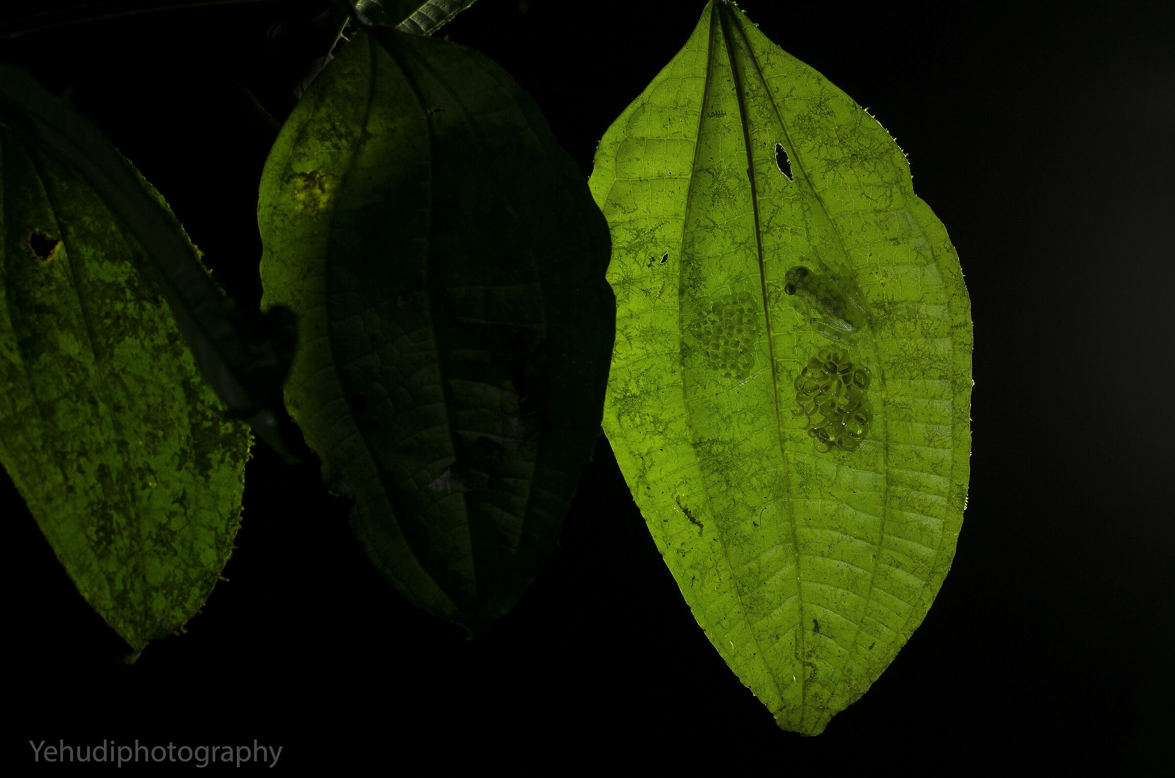 Nel buio della giungla