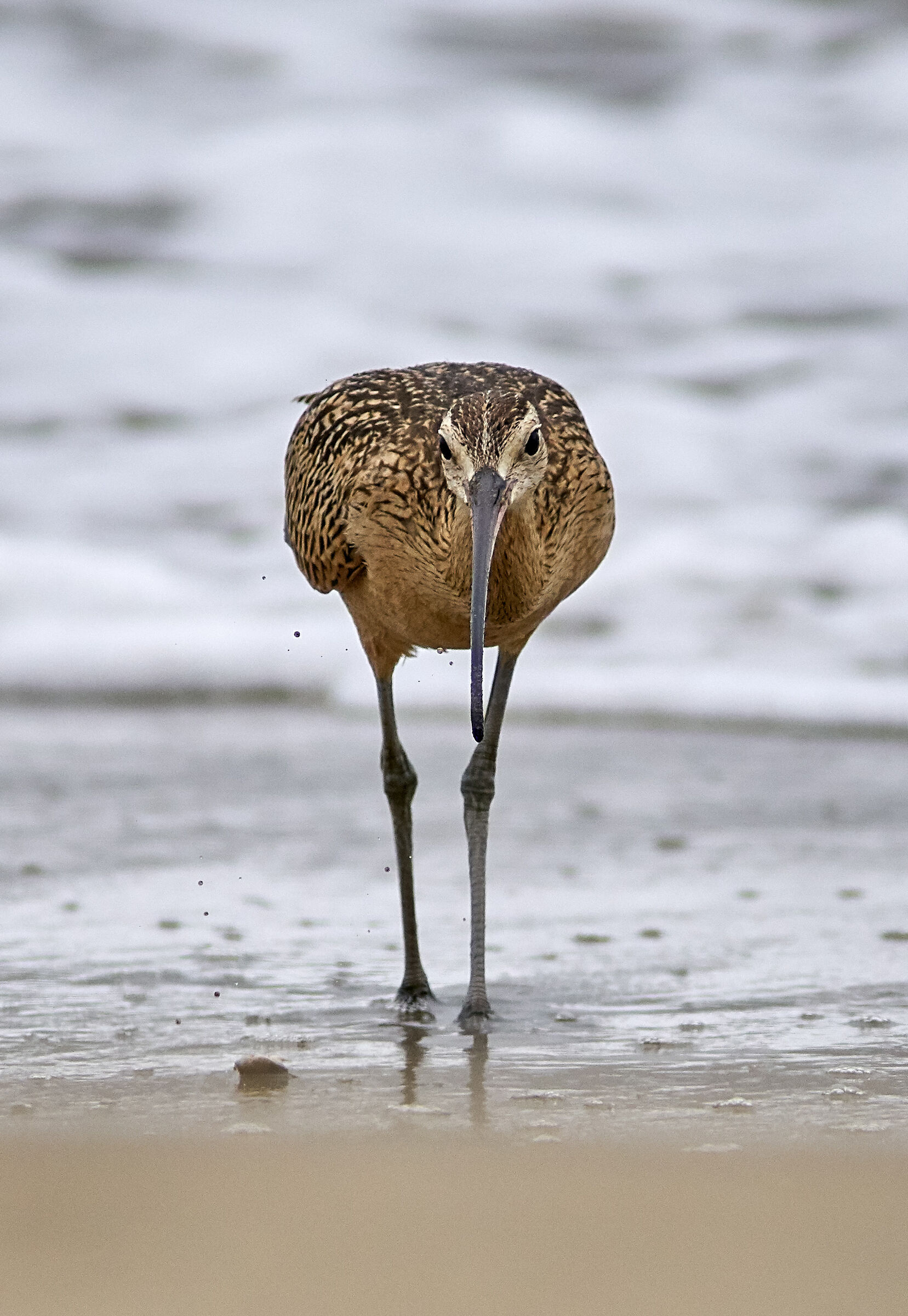 Curlew dal becco lungo