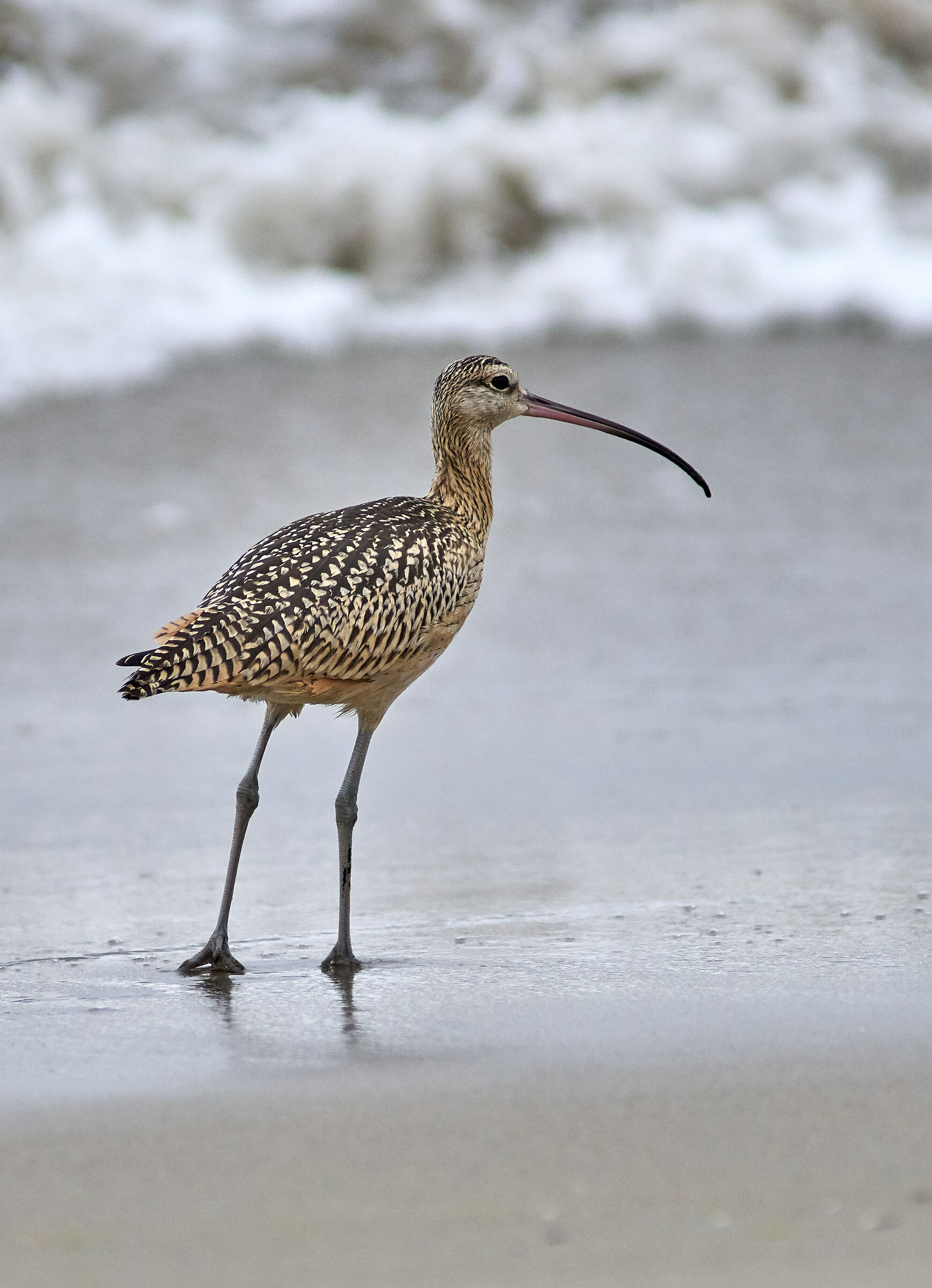 Curlew dal becco lungo