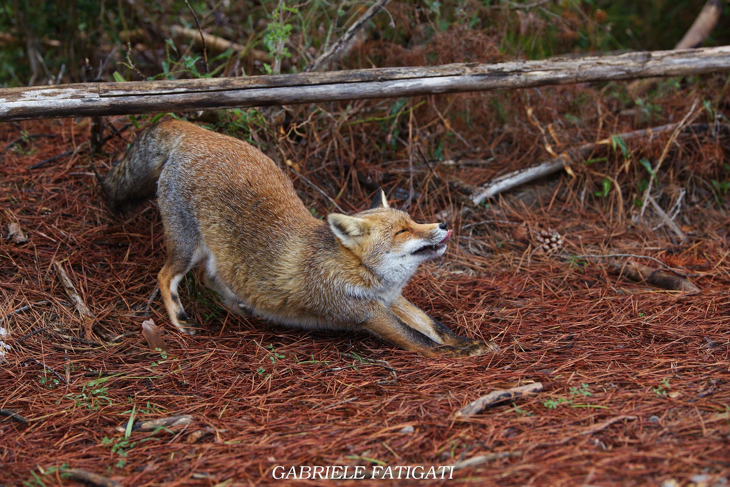 Fox stretching