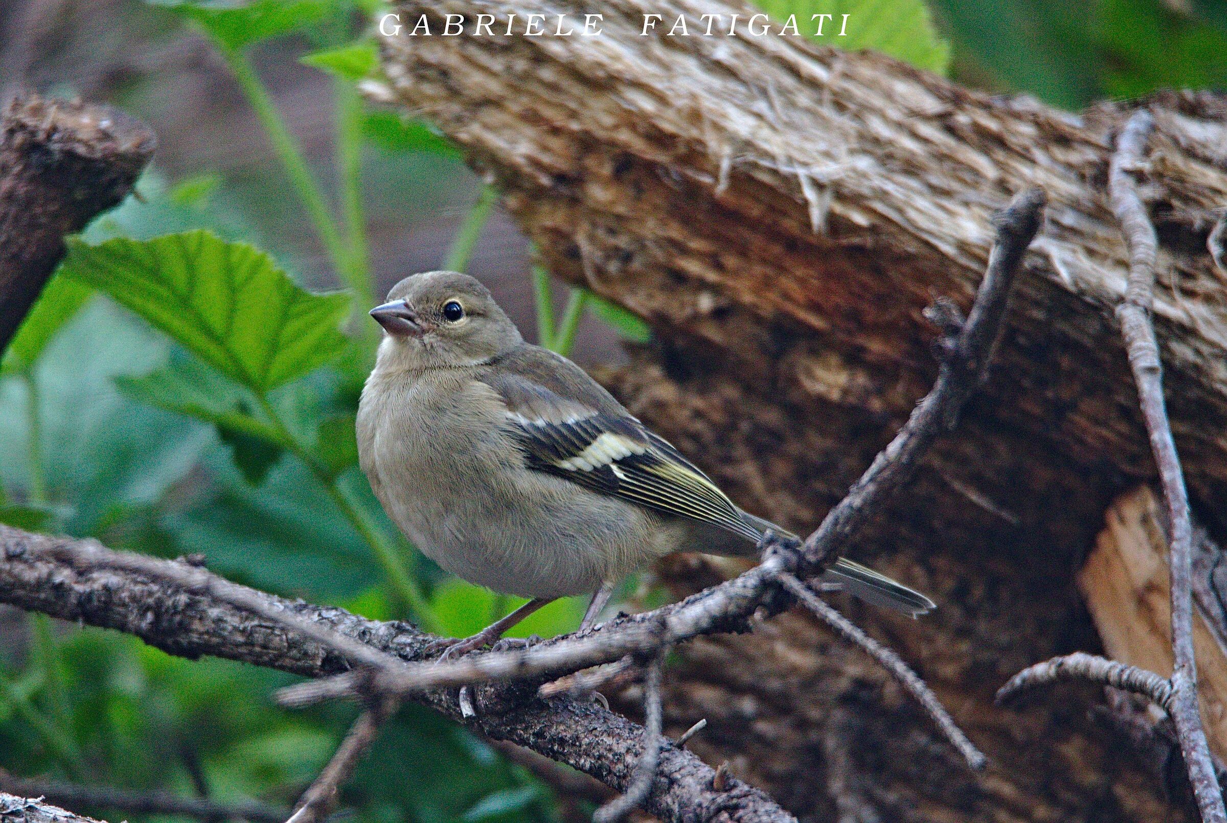 Female Finch