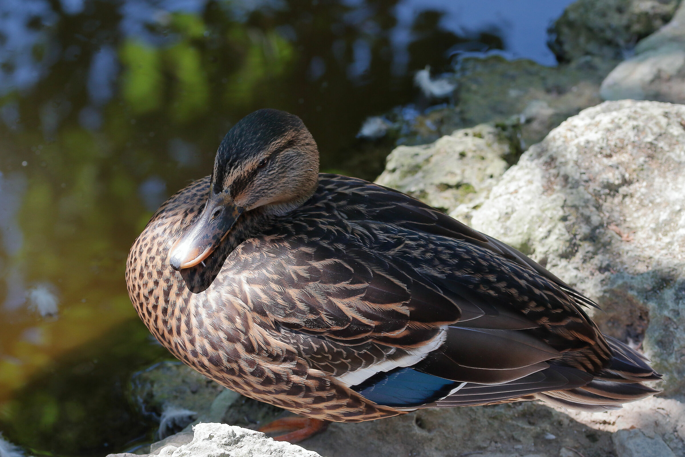 germano reale femmina