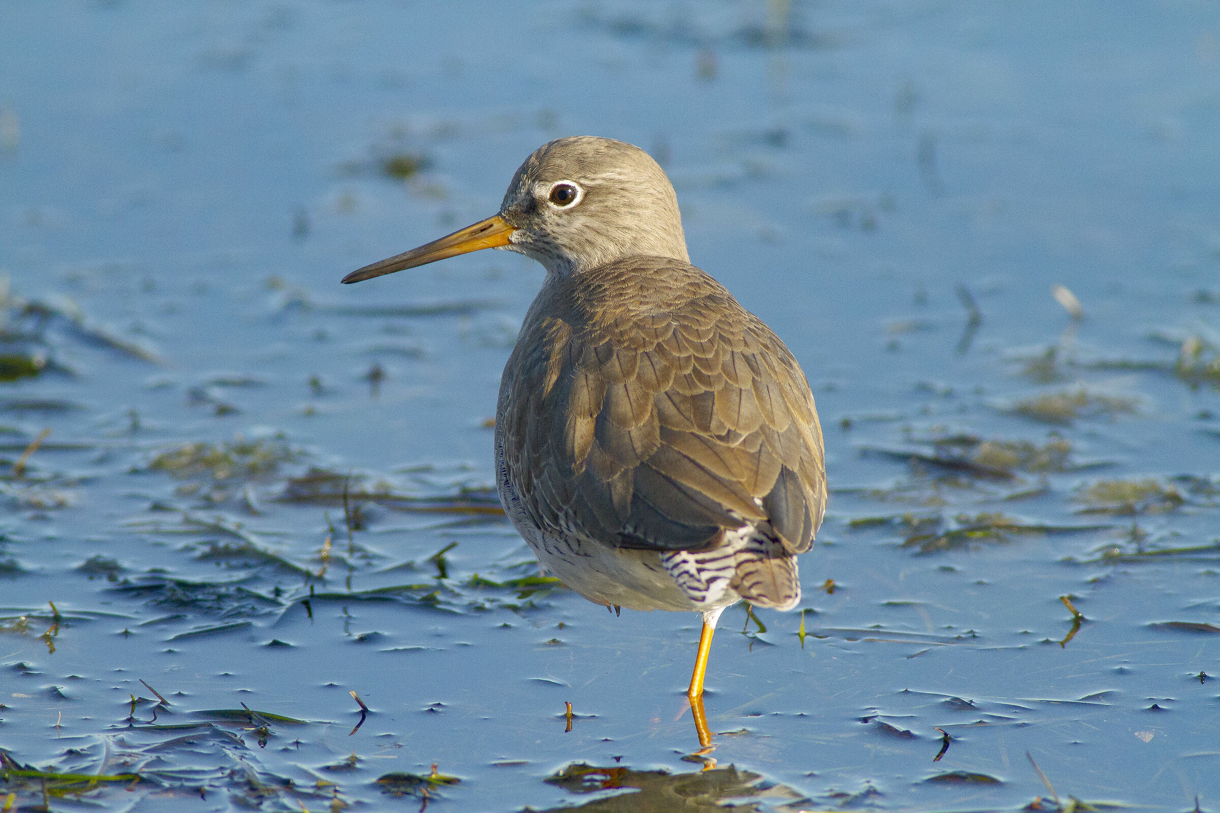 laguna di orbetello