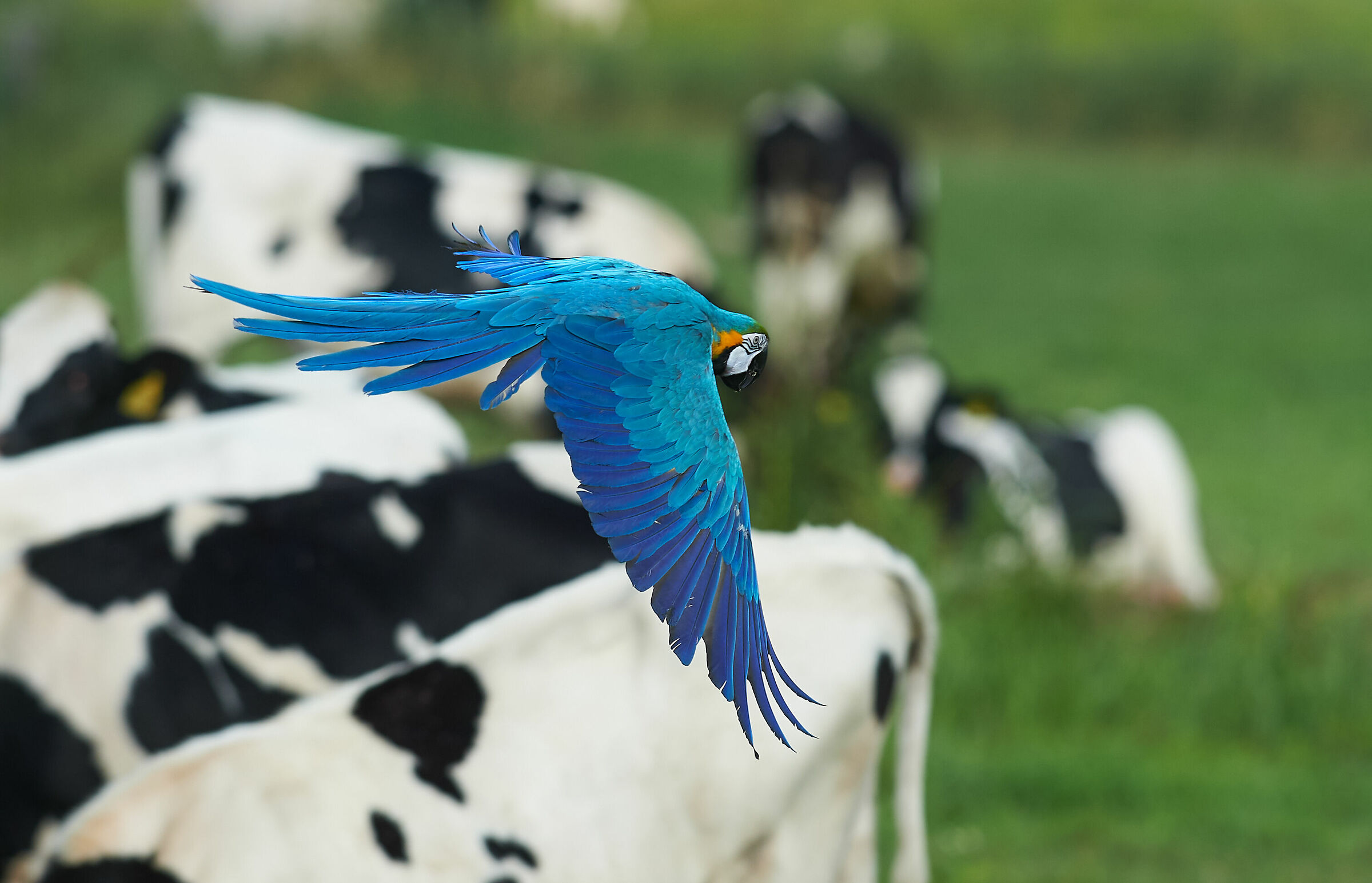 Strange... Blue-Yellow Macaw in typical Dutch landscape