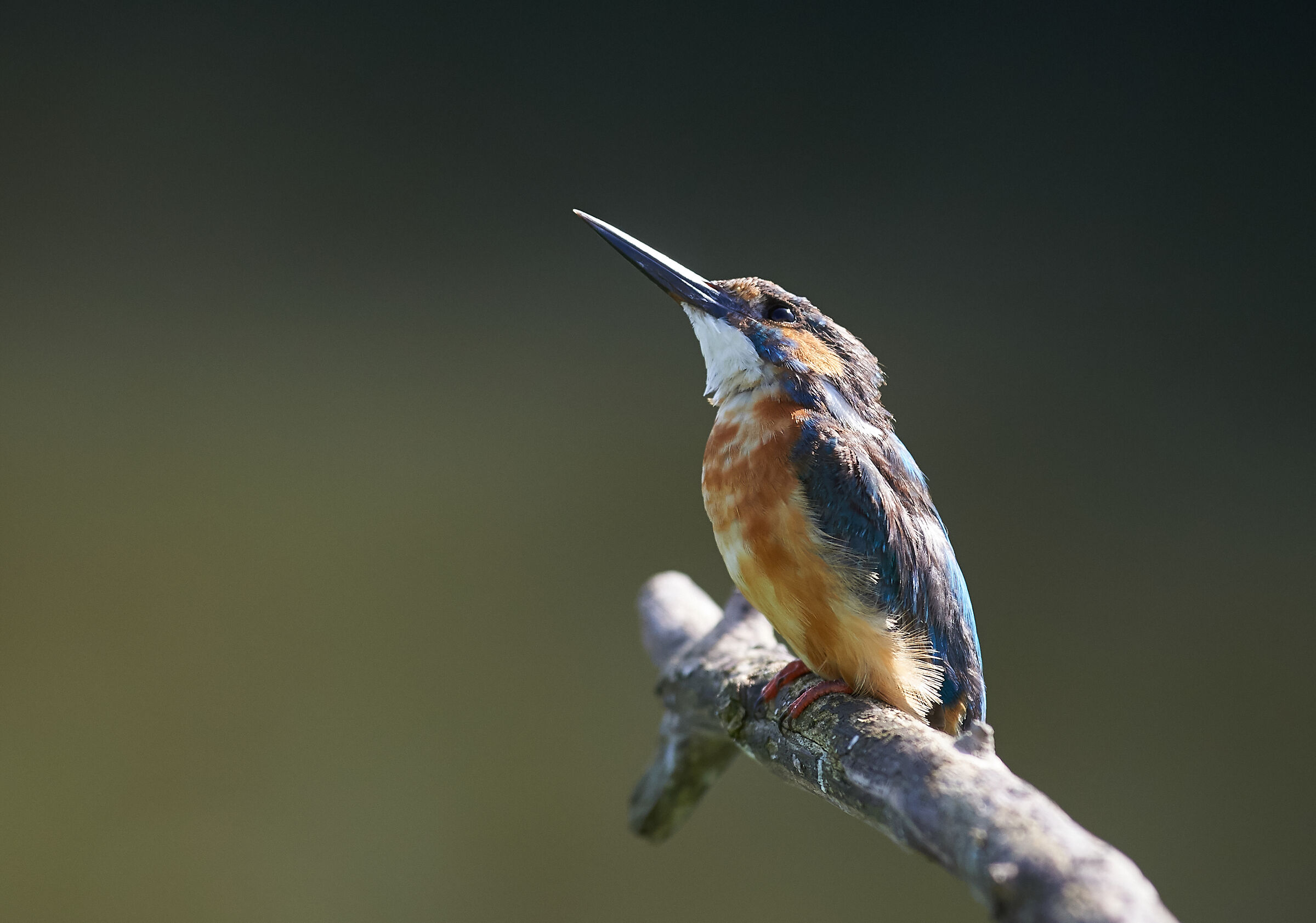 Kingfisher early morning.