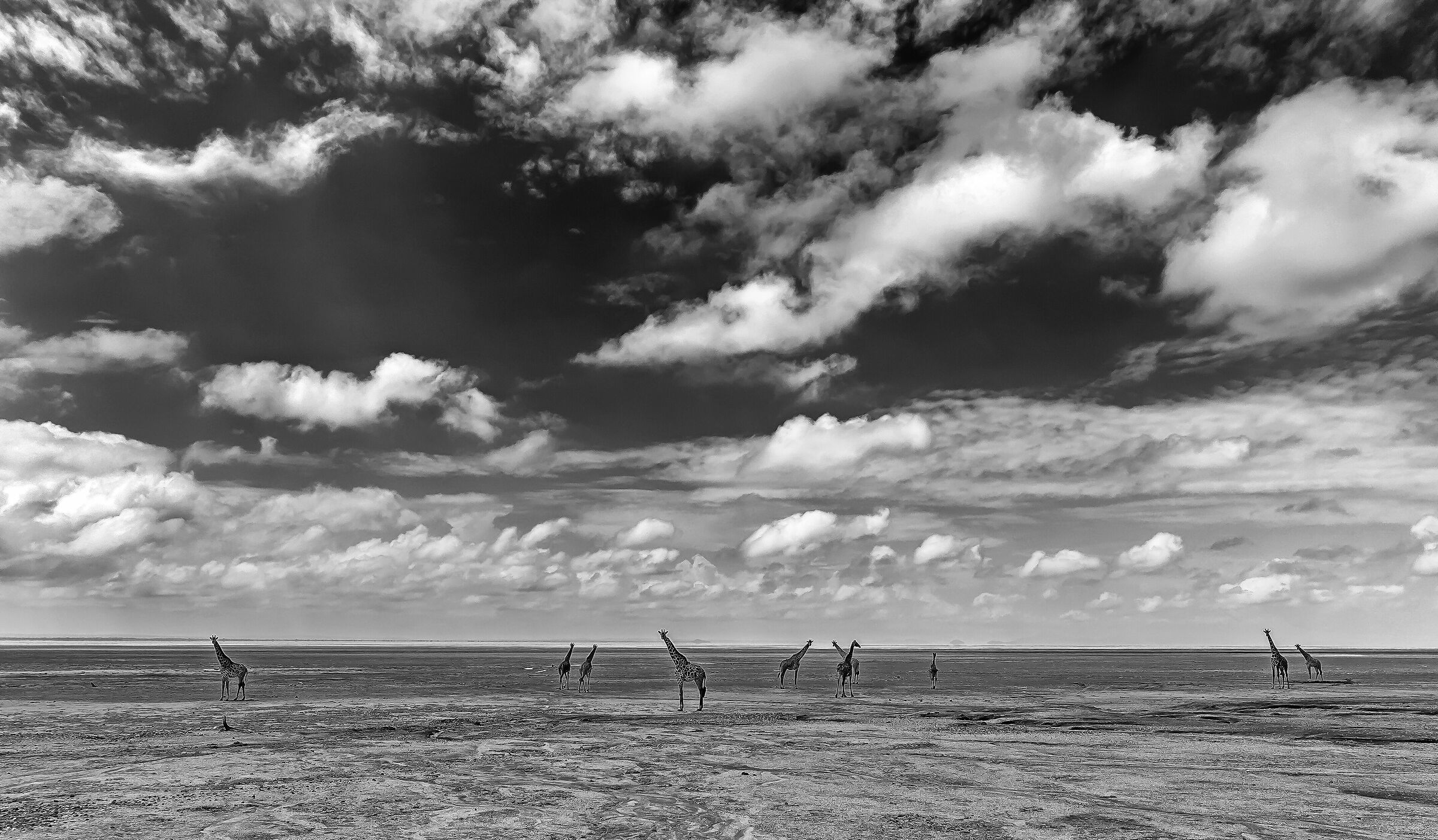 Giraffe - Lake Maniara