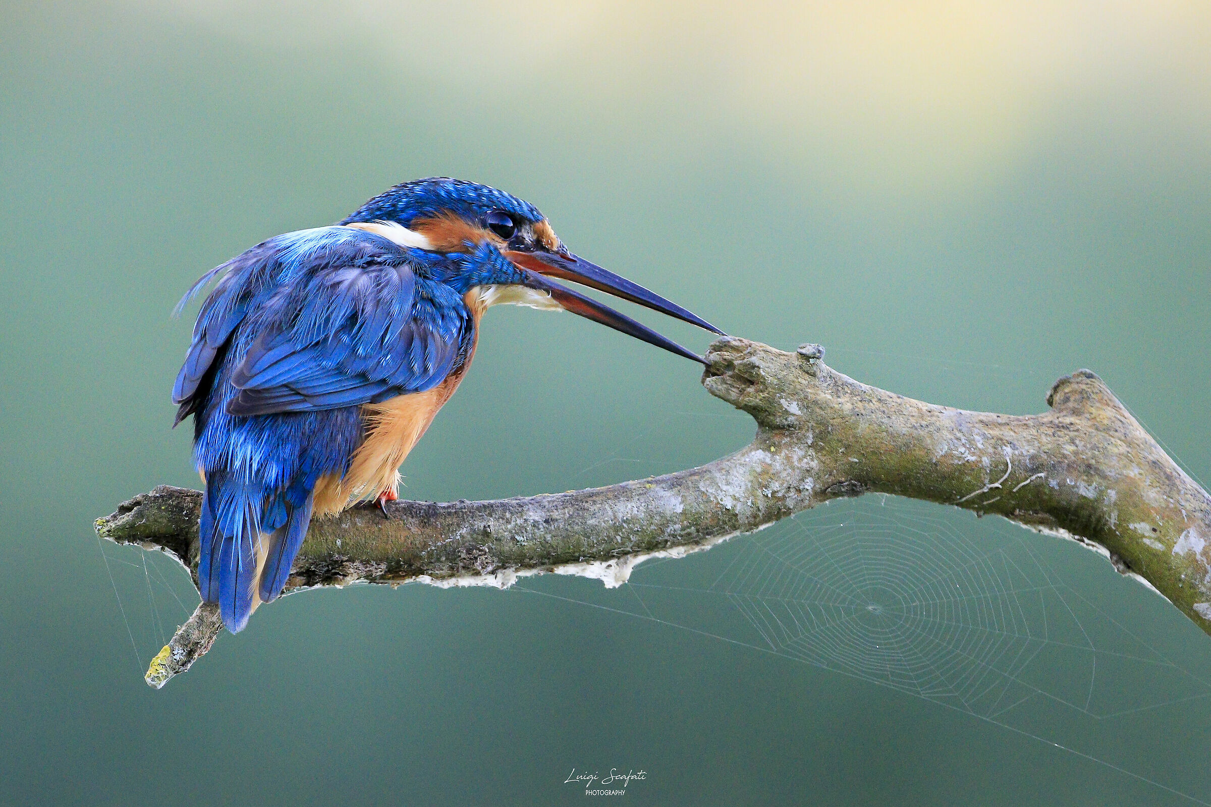 The Kingfisher and the spiderweb