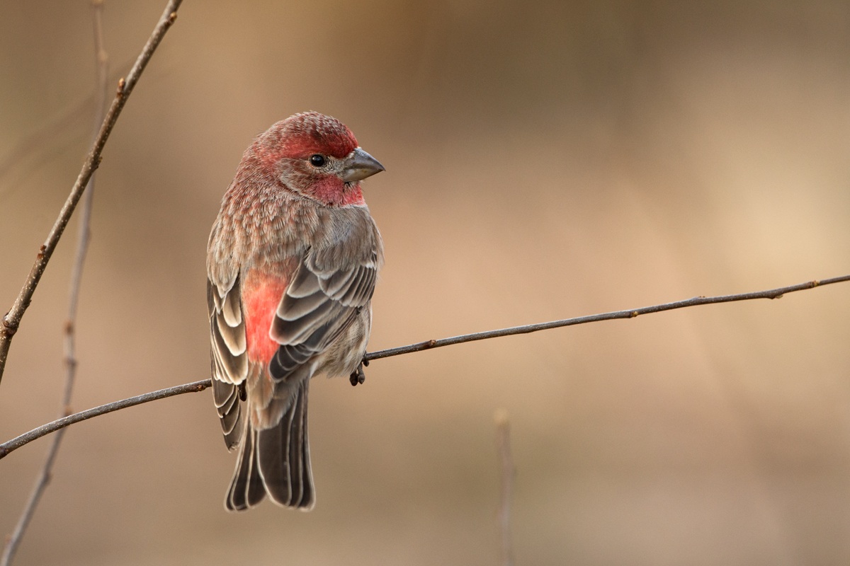 House finch