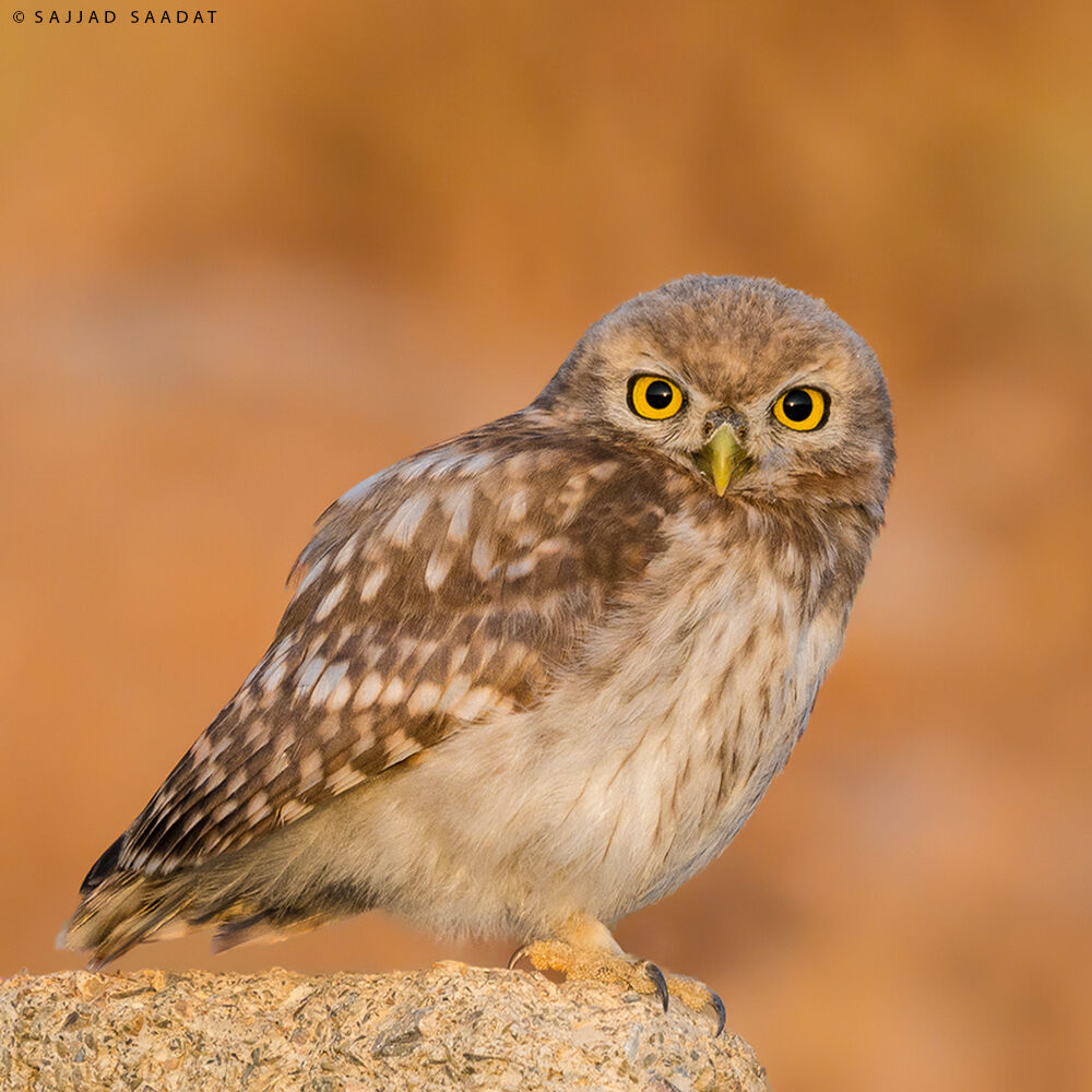 little owl