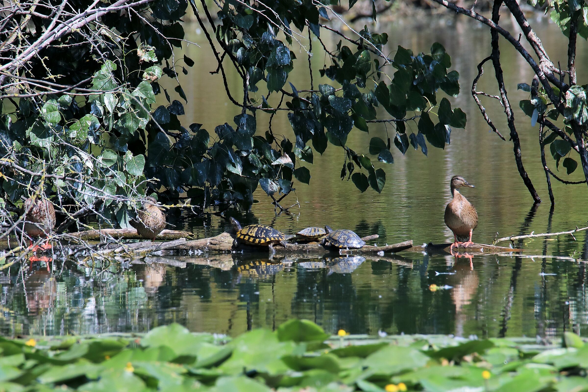 Attending the lower floors at the oase is not PRUDENT