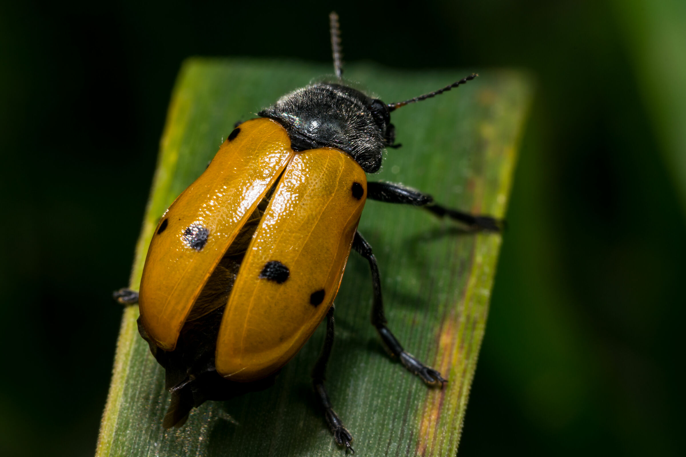 Yellow ladybug