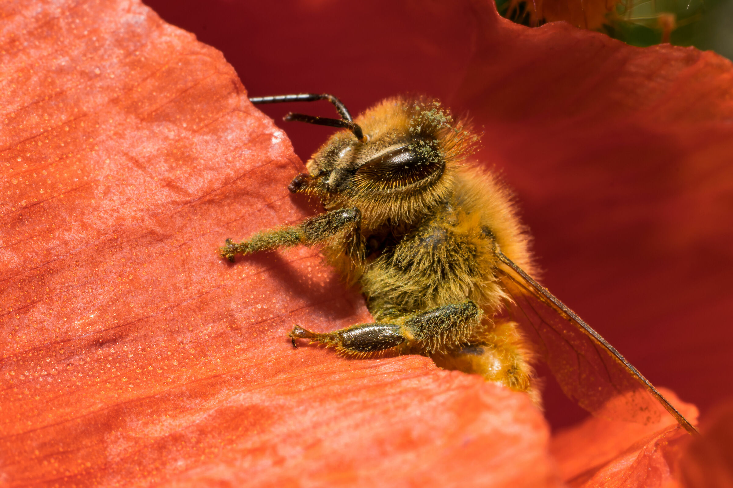 Bee