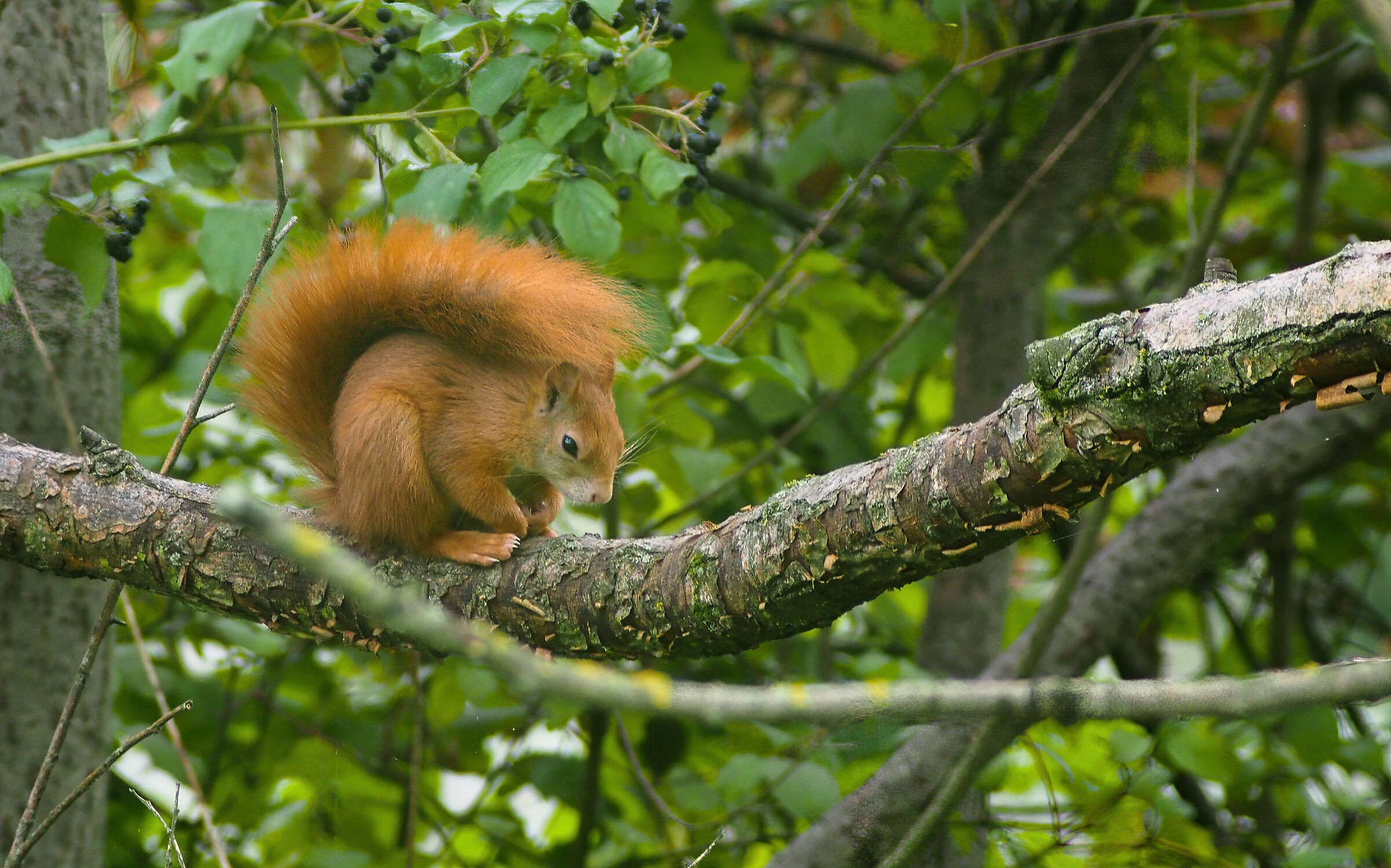 Red squirrel