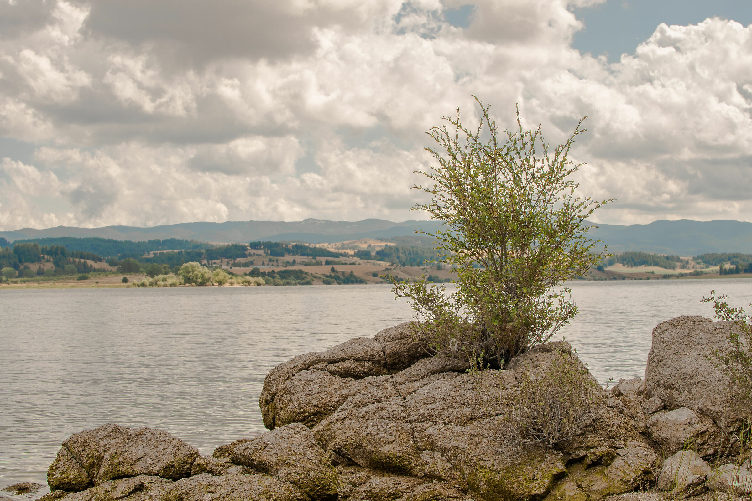 Vegetation on the lag shore