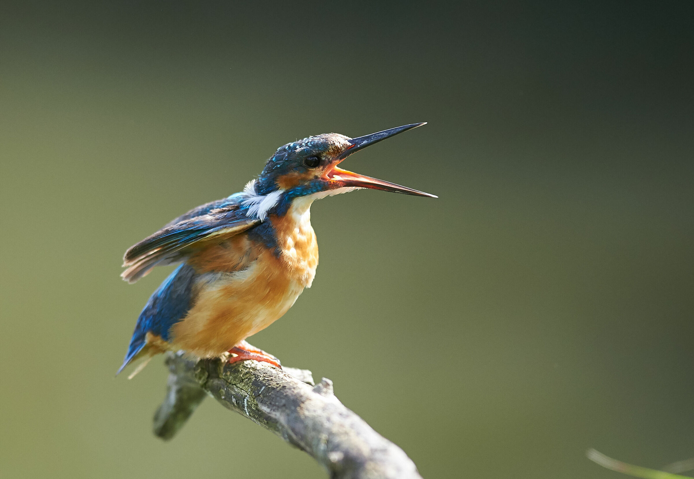 Juvenile Kingfisher wants to be fed