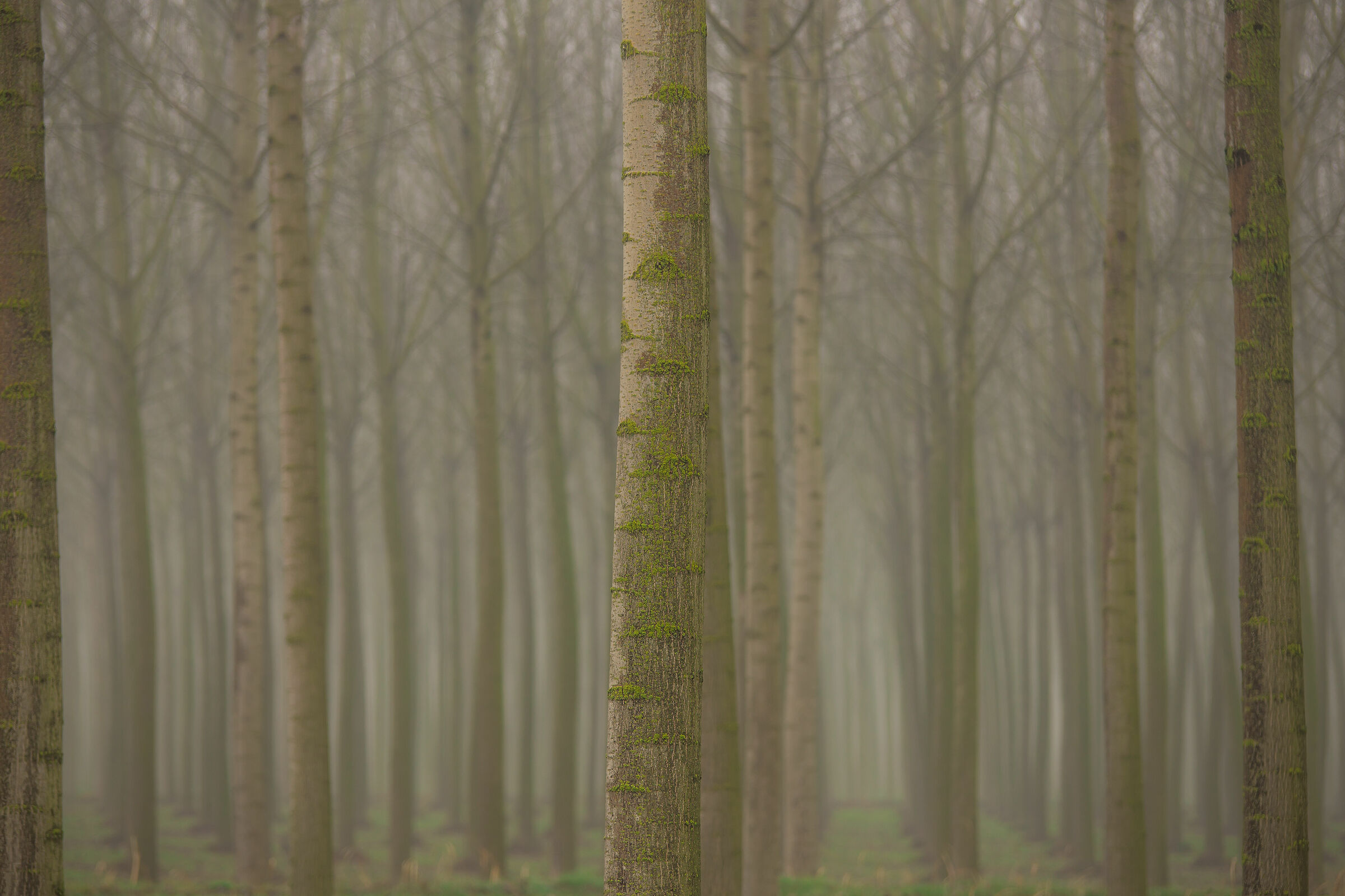 trees in the fog