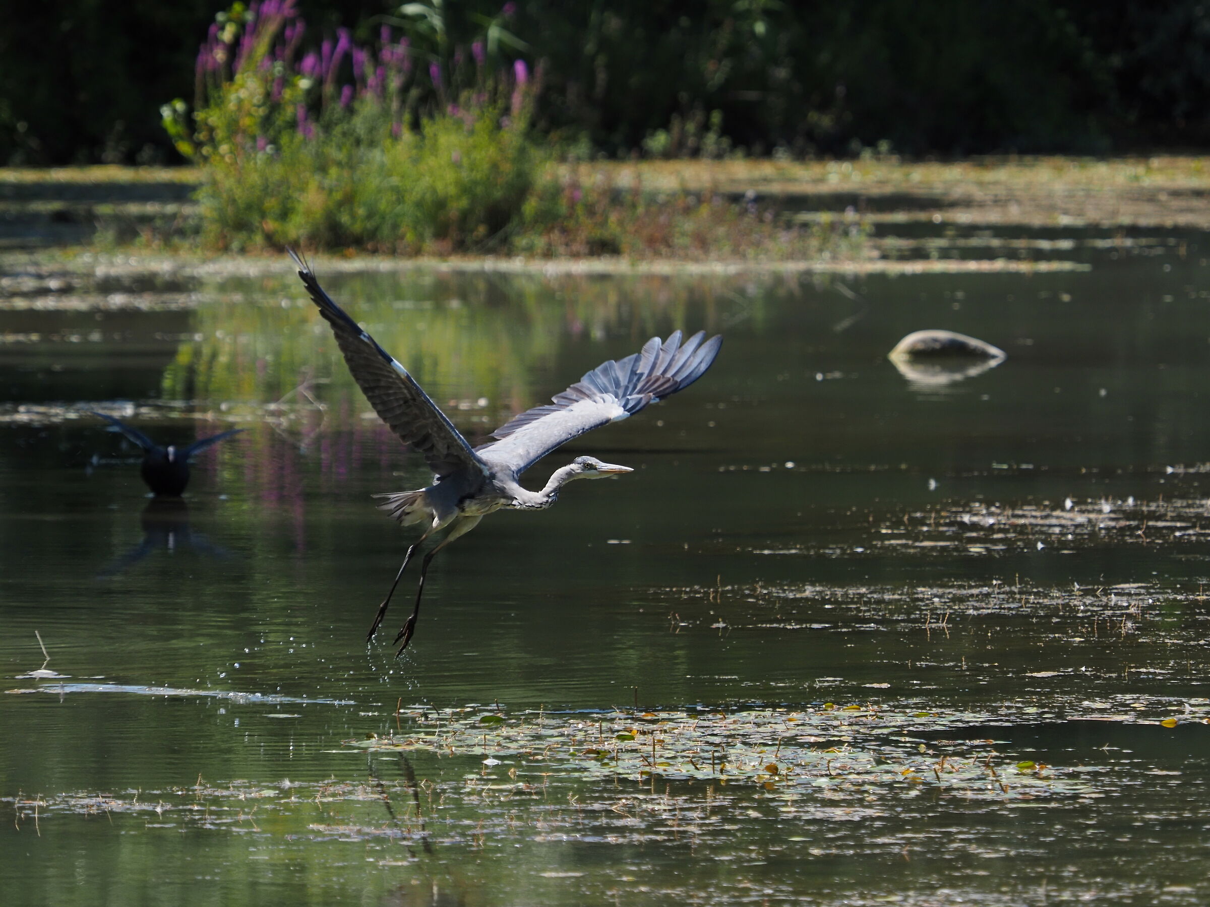 the sulcoma that mimics the heron