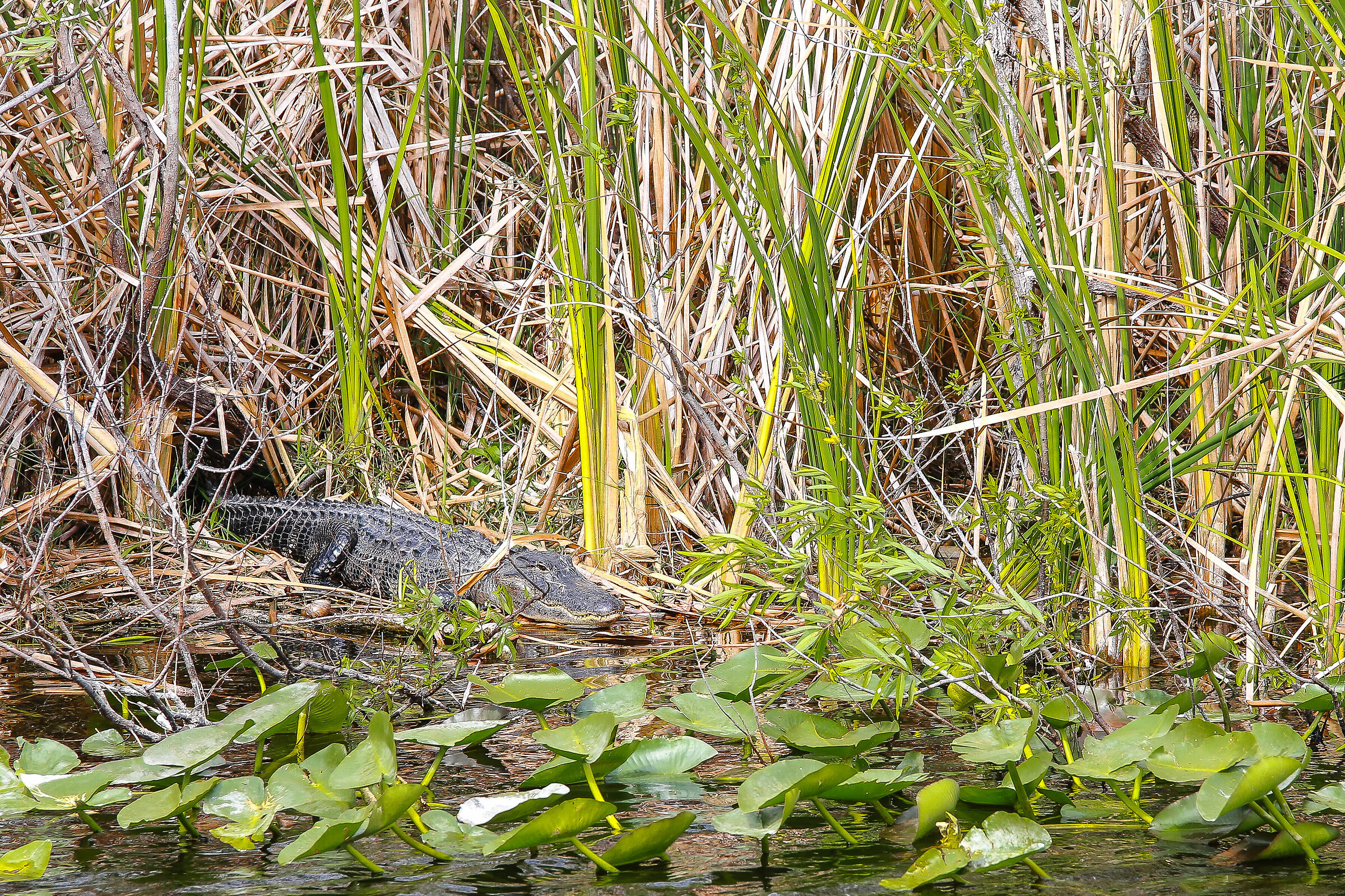 Alligatore libero in florida