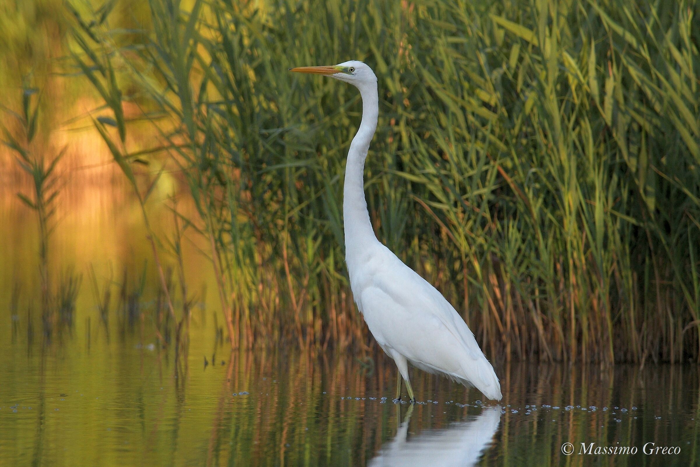 The magic of dawn on the Oase of Alviano-Ash