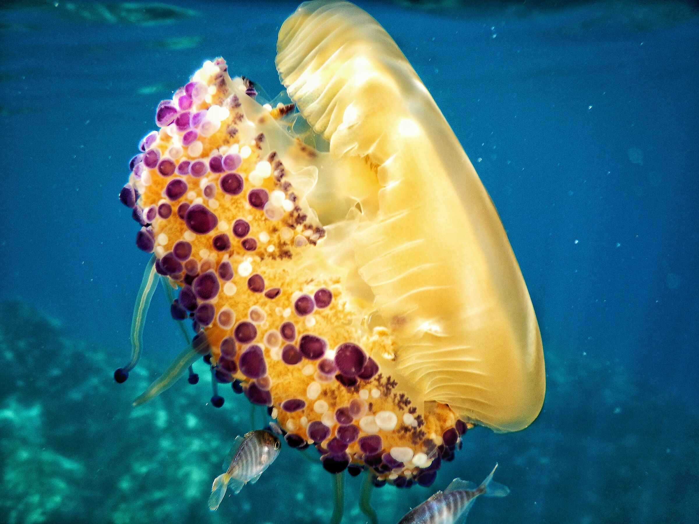 Tuberculate cotylorhiza