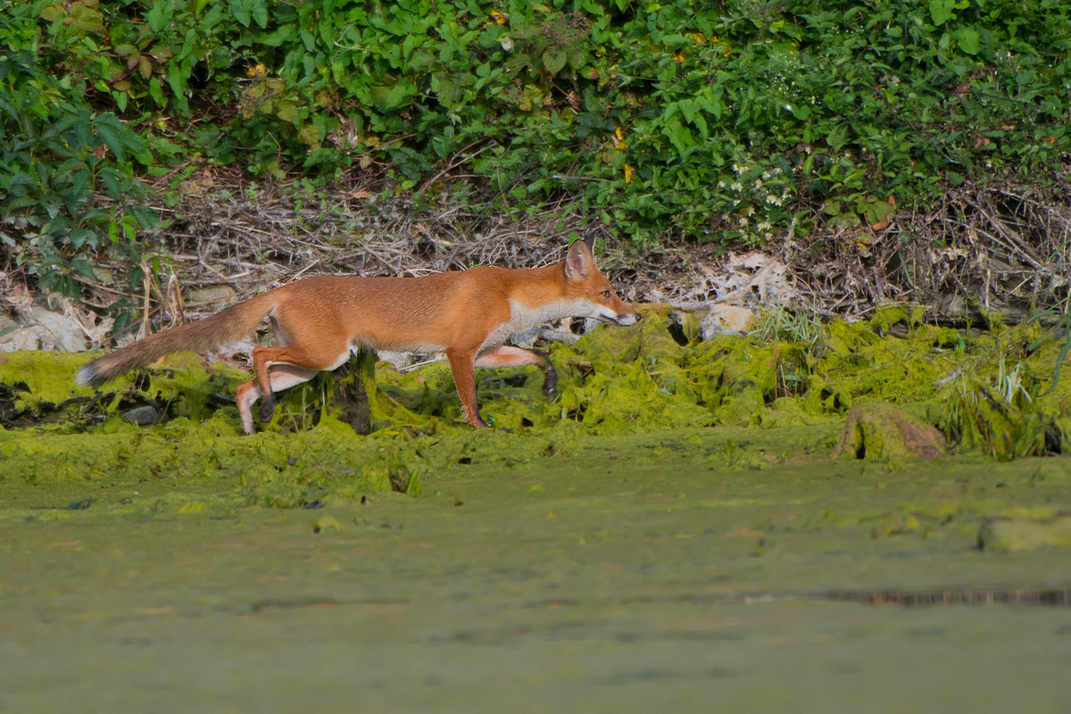 Visitatore inaspettato