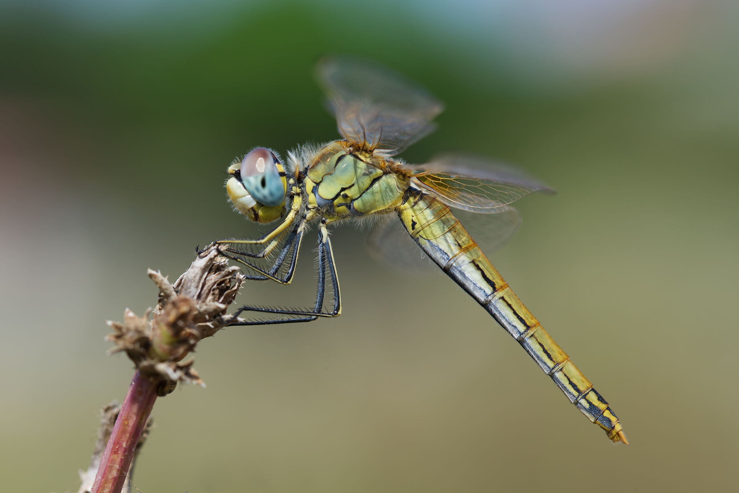 Fonscolombii Sympetrum