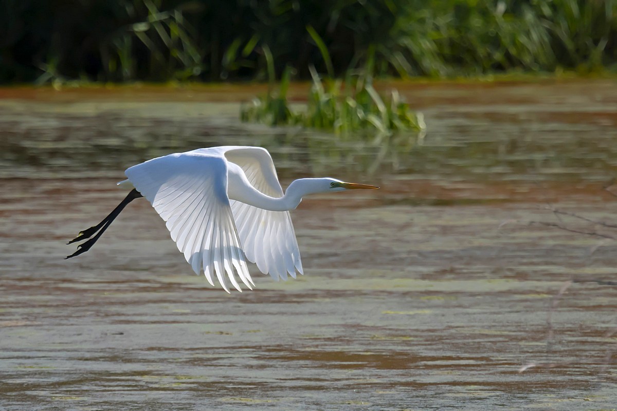 Il bianco maggiore in volo sull'oasi