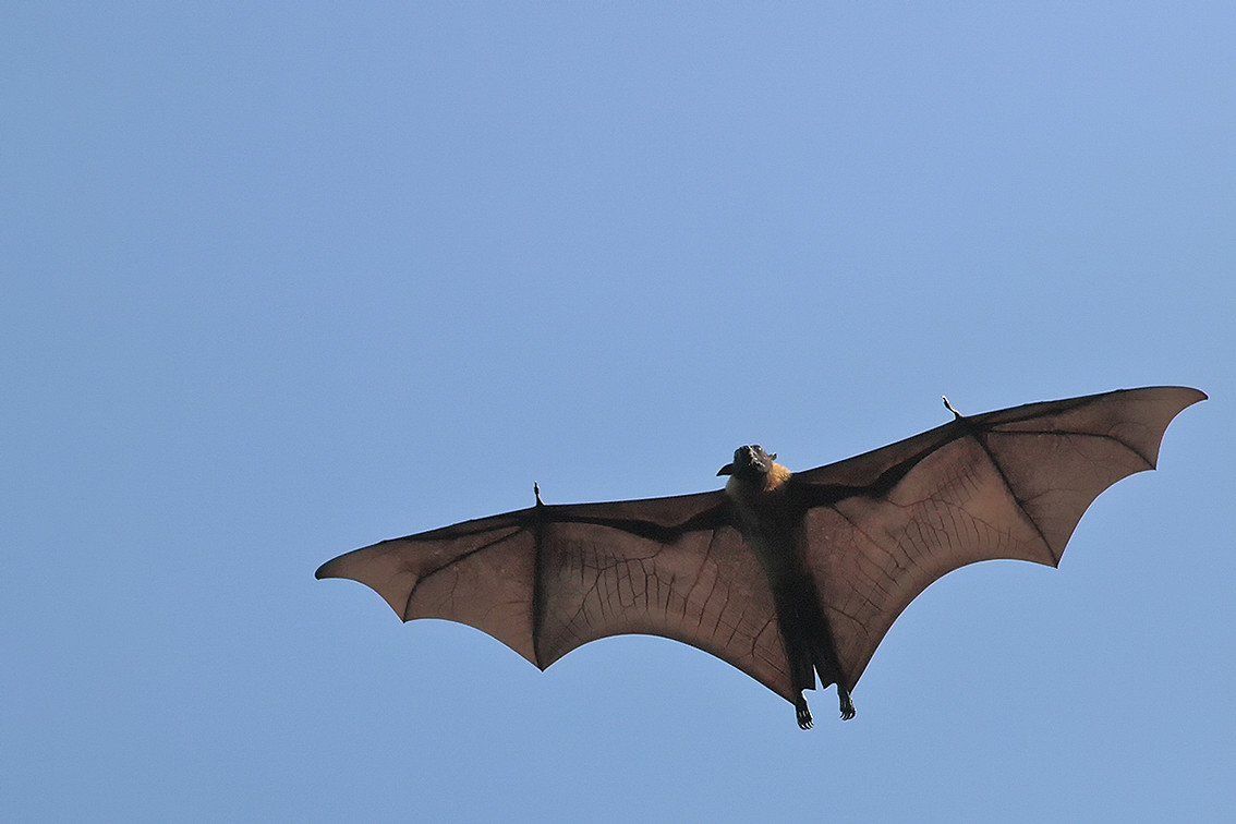 Volpe Volante Indiana