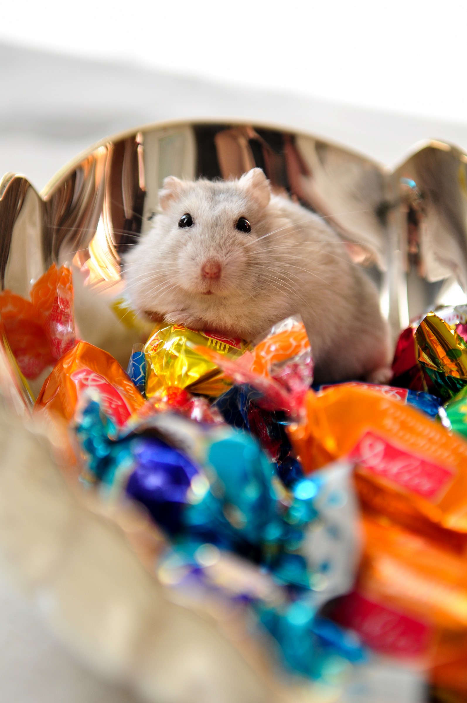 Pallocchio tra i torroncini