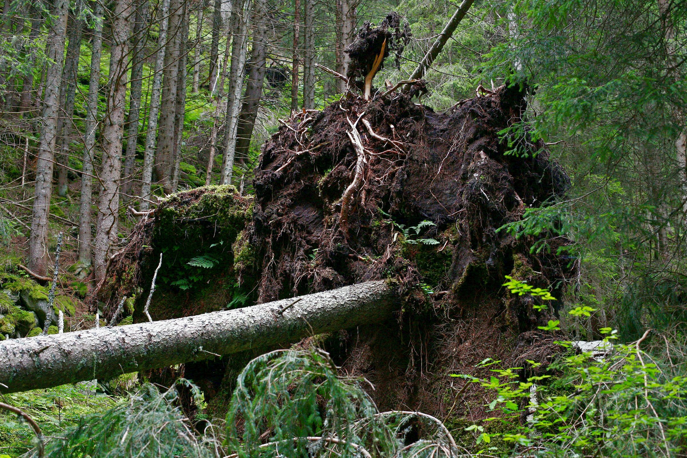 Uprooted