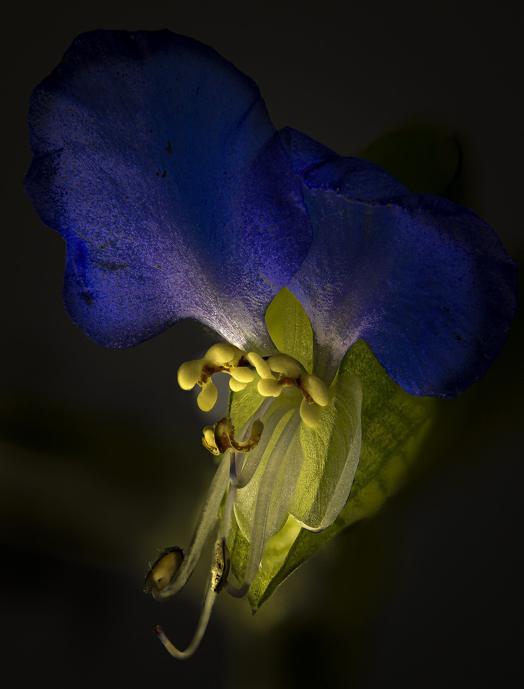 Fiore di erba miseria asiatica