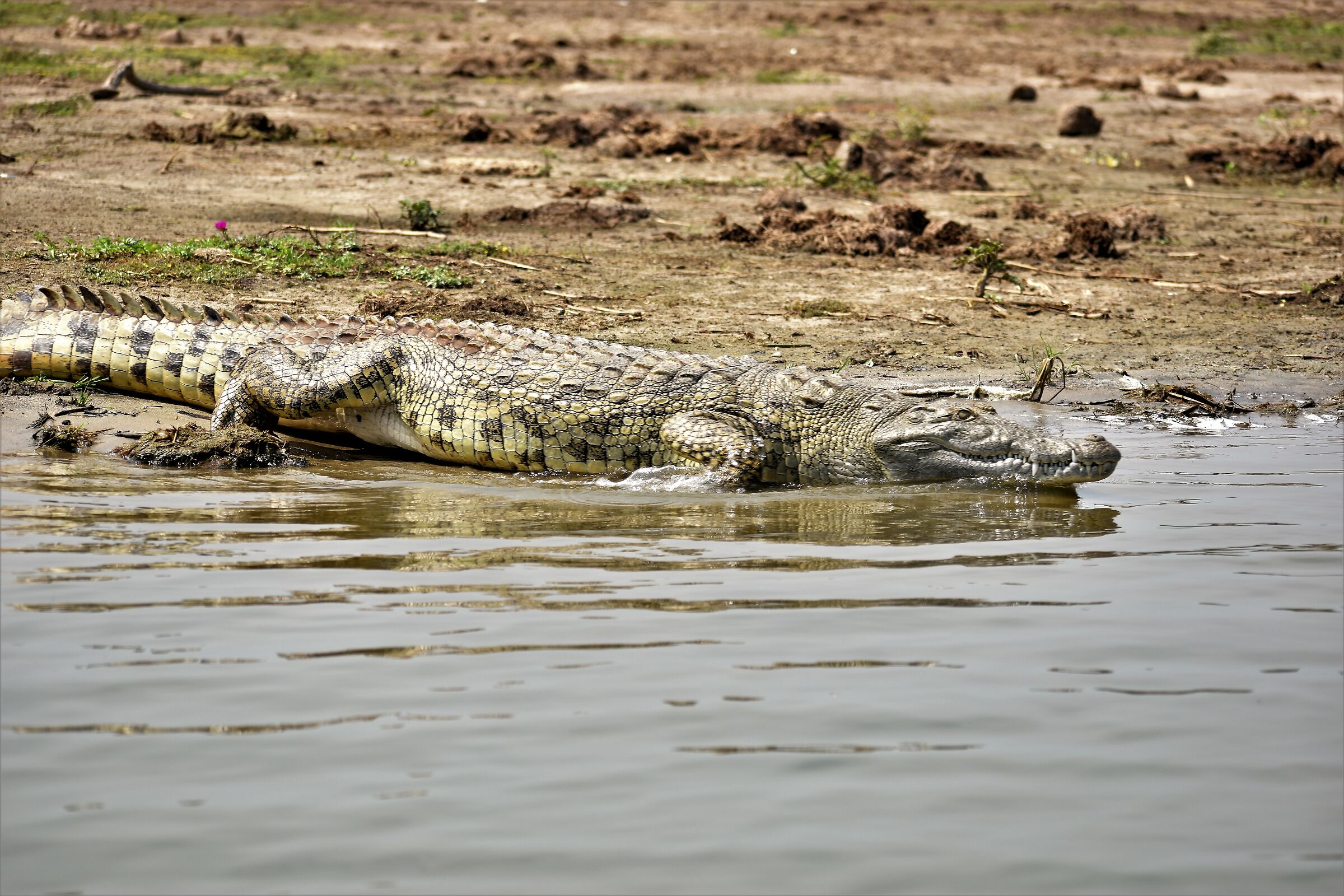 The Mighty Nile Crocodile