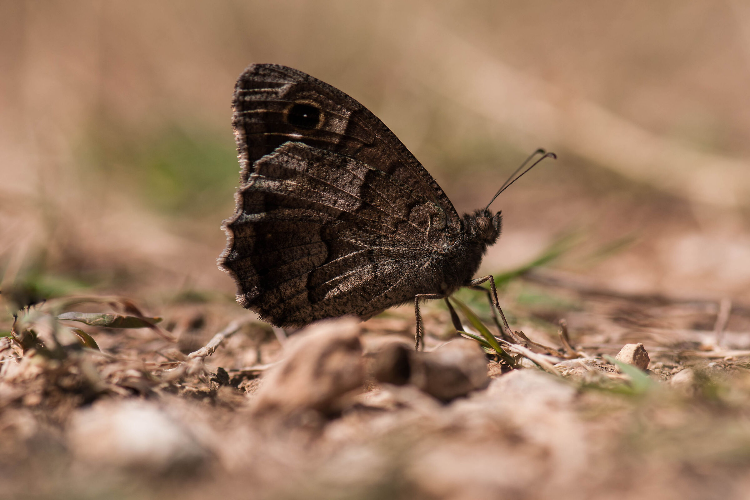 Oggi mi sento proprio a terra ...