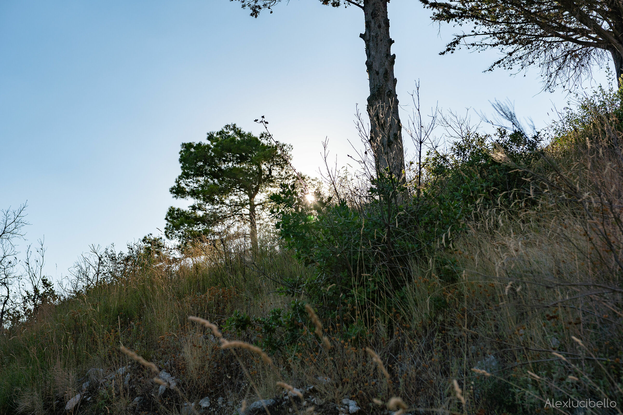 The Good Morning I Would Like