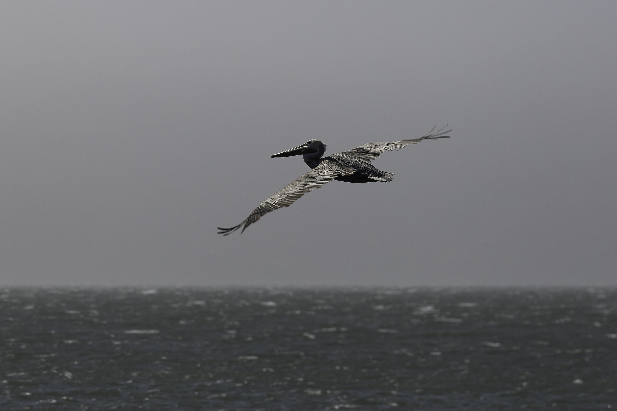 United States 2019 - Pelican