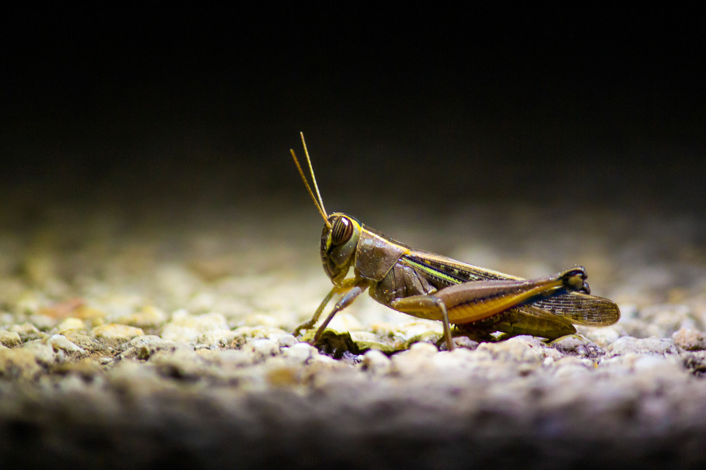 Eyprepocnemis plorans