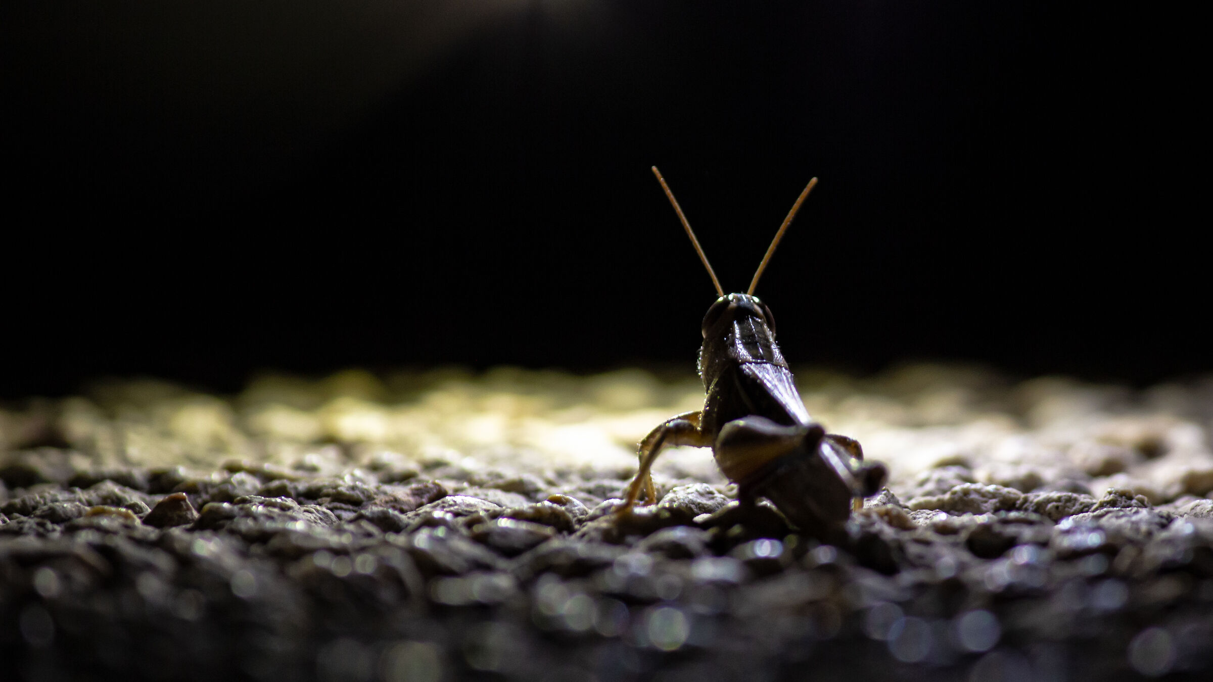 To the Moon and Back