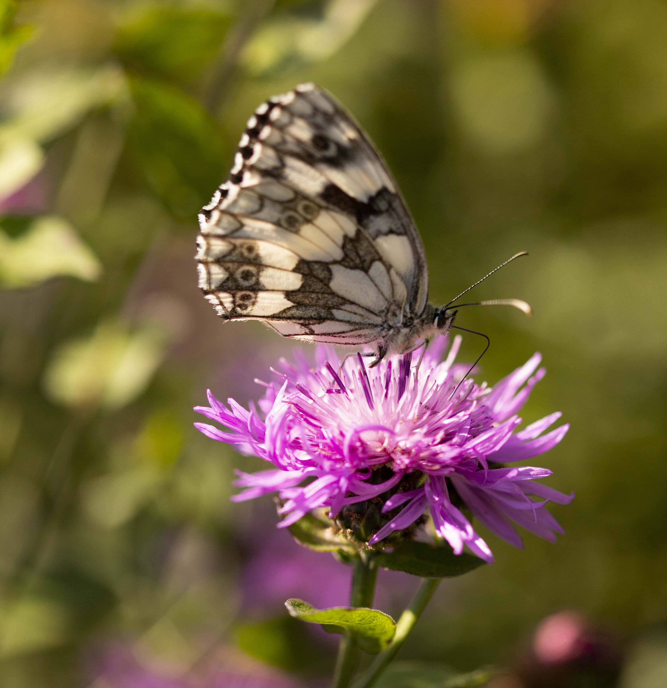 Melanargia galathea
