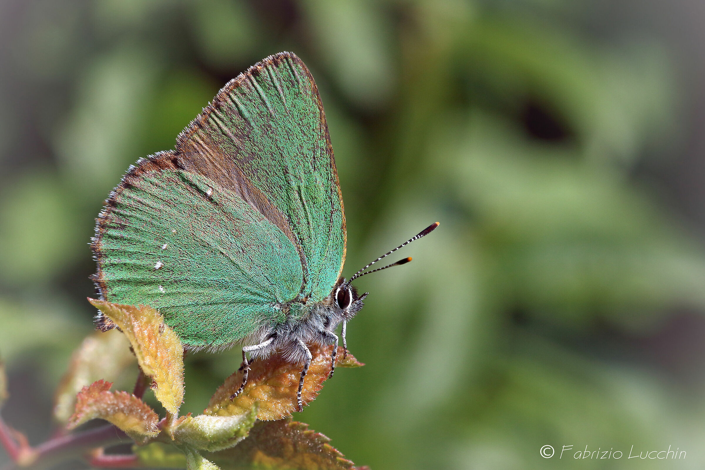 Callophrys Rubi
